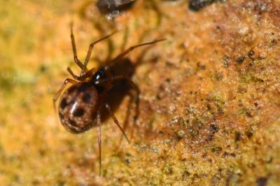 <i>Tenuiphantes</i>