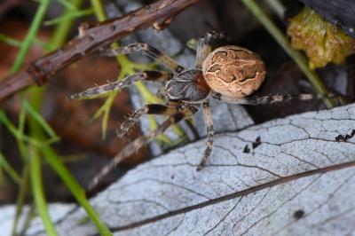<i>Larinioides sclopetarius</i>