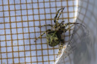 <i>Gibbaranea gibbosa</i>
