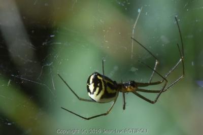 <i>Neriene radiata</i>