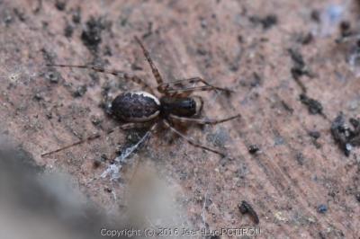 <i>Neriene montana</i>