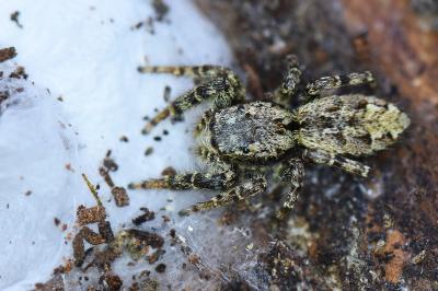 <i>Marpissa muscosa</i>