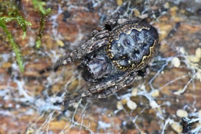 Nuctenea umbratica