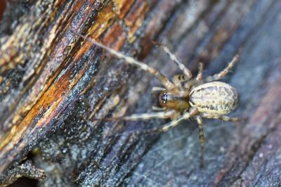 <i>Neriene montana</i>