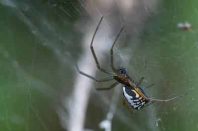 <i>Frontinellina frutetorum</i>