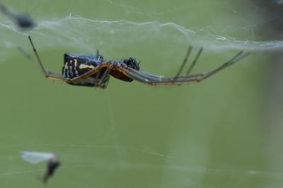 <i>Frontinellina frutetorum</i>
