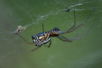 <i>Frontinellina frutetorum</i>