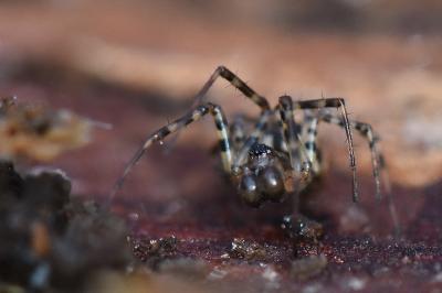 <i>Neriene montana</i>