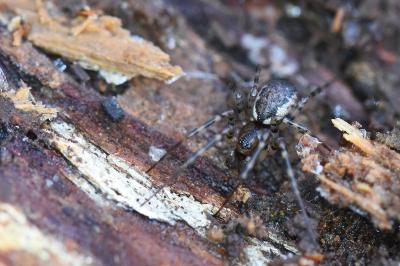 <i>Neriene montana</i>
