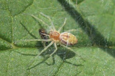 Nigma flavescens