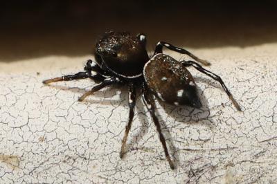 <i>Heliophanus kochii</i>