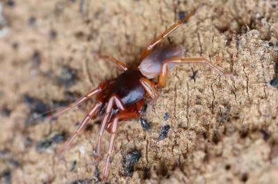 <i>Dysdera</i>