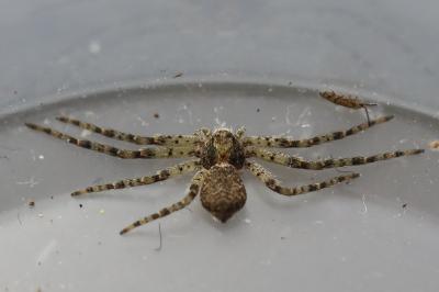 Philodromus margaritatus