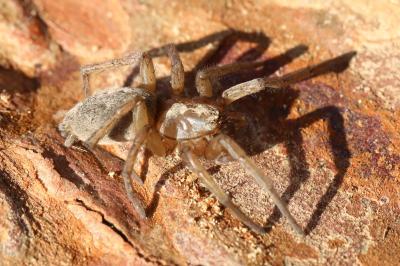 <i>Clubiona</i>
