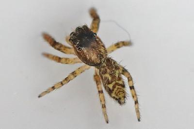 <i>Marpissa muscosa</i>