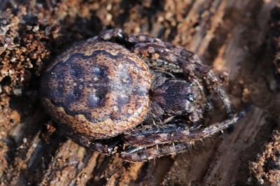 Nuctenea umbratica