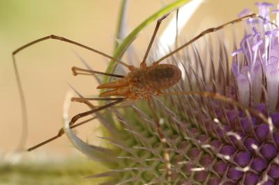 <i>Phalangium opilio</i>