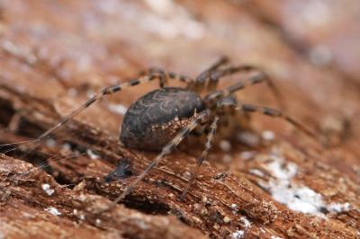 <i>Neriene montana</i>