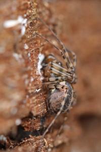 <i>Neriene montana</i>