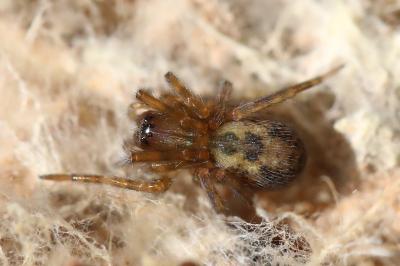 <i>Amaurobius</i>