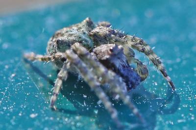 <i>Gibbaranea gibbosa</i>