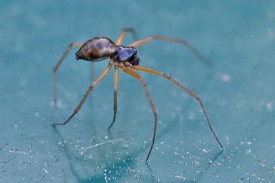 <i>Tenuiphantes</i>