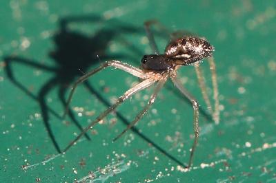 <i>Tenuiphantes</i>