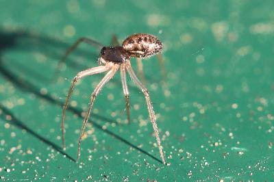 <i>Tenuiphantes</i>