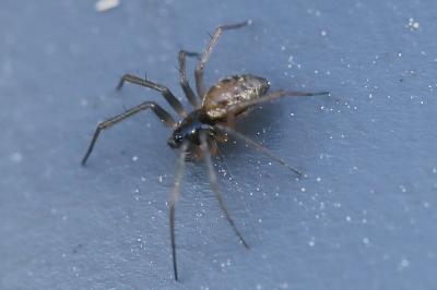 <i>Tenuiphantes</i>