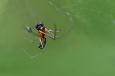 <i>Frontinellina frutetorum</i>