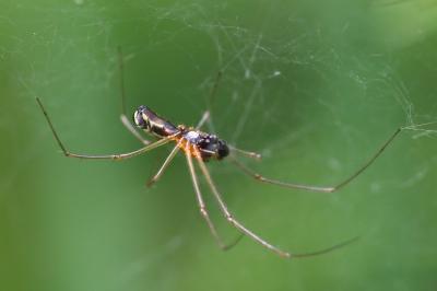 Frontinellina frutetorum