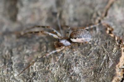 <i>Neriene montana</i>
