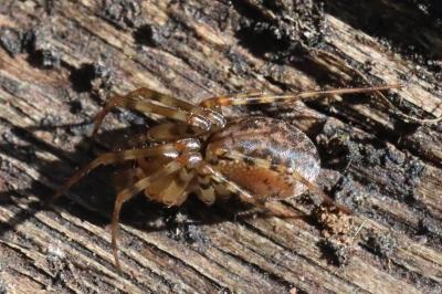 <i>Neriene montana</i>