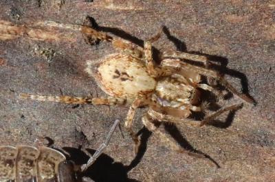 Anyphaena accentuata