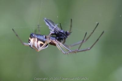 <i>Frontinellina frutetorum</i>