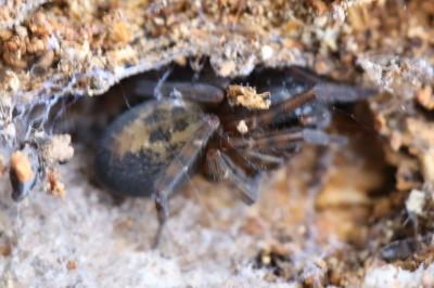 <i>Amaurobius</i>