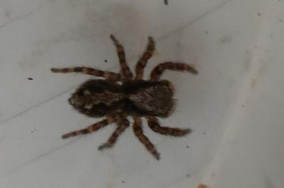 <i>Pseudeuophrys erratica</i>