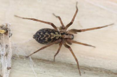 <i>Eratigena</i>