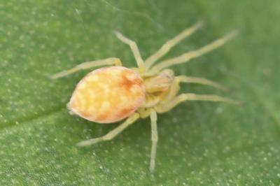 <i>Nigma flavescens</i>