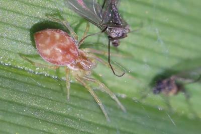 Nigma flavescens