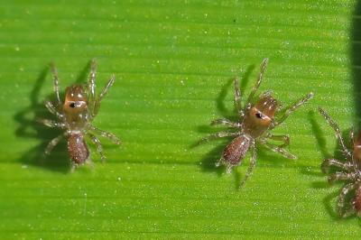 <i>Atypus</i>