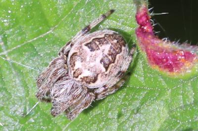 Larinioides cornutus