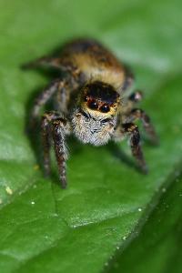 <i>Carrhotus xanthogramma</i>