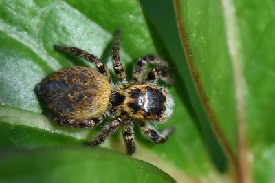 <i>Carrhotus xanthogramma</i>