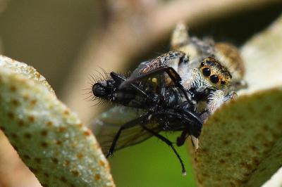 <i>Carrhotus xanthogramma</i>