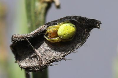 <i>Araniella</i>