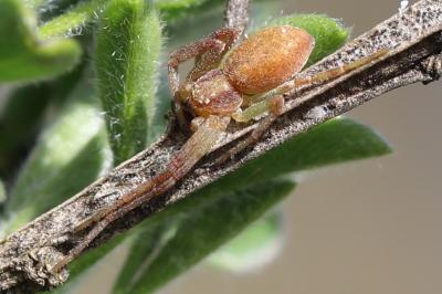 <i>Philodromus</i>