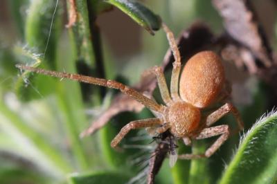 <i>Philodromus</i>