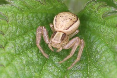 <i>Xysticus ulmi</i>