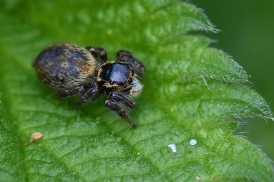 <i>Carrhotus xanthogramma</i>